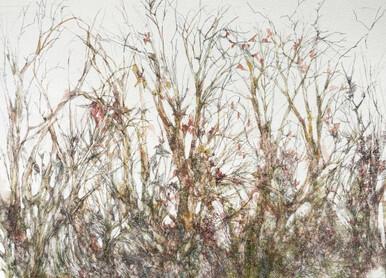 275 - Young Autumn Forest