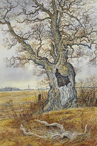 373 - Cook's Oak, Hanslope