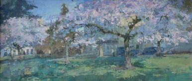 382 - Cherry Blossom