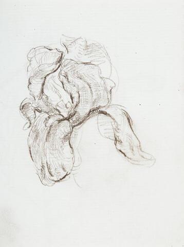 391 - Iris