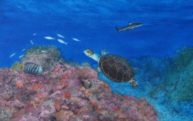 050 - Turtle Territory