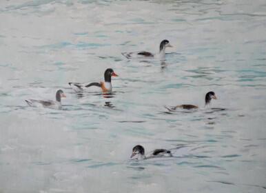 220 - Shelduck family