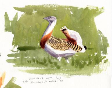 178 - Great Bustard field sketch