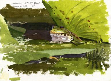 174 - Edible Frog field sketch