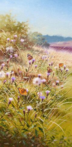 309 - Small Tortoiseshells and Red Admiral