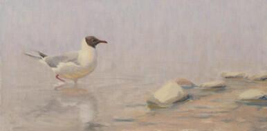 291 - Black-headed Gull in the sea mist
