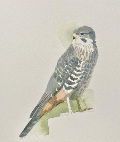 246 - New Zealand Falcon