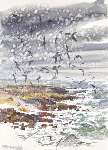353 - Spring storm and Puffin whirl over the Isle of May