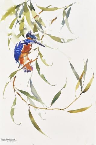 351 - Kingfisher balancing in windy Willow
