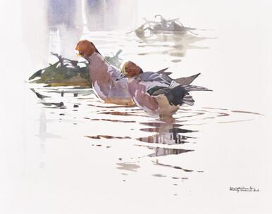 354 - Wigeon drakes and reflections