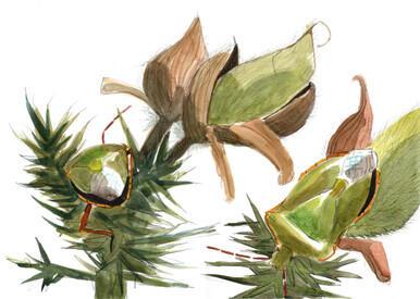 240 - Gorse Bugs