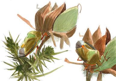 241 - Gorse Shieldbugs