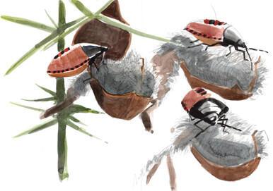 238 - Gorse Bug nymph studies