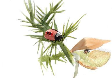 239 - Gorse Bug nymphs tiny and small