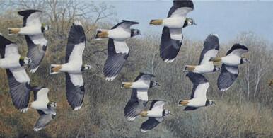 316 - Lapwings