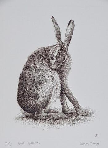 314 - Brown Hare grooming