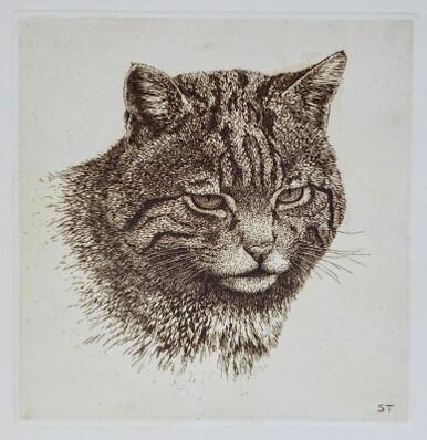 319 - Wildcat