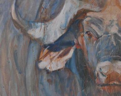 296 - Cape Buffalo stare
