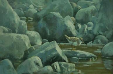 300 - Independence day - Common Sandpiper chick