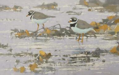 301 - Ringed Plovers