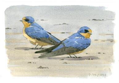 085 - Young Barn Swallows, Wachusett Meadow
