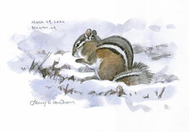 078 - Chipmunk in the snow, Princeton