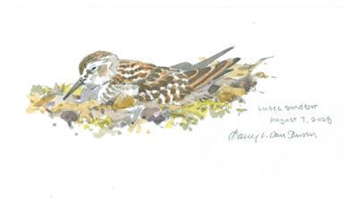 082 - Roosting Least Sandpiper, Lubec, ME