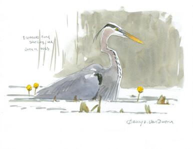 079 - Great Blue Heron, Bartletts Pond