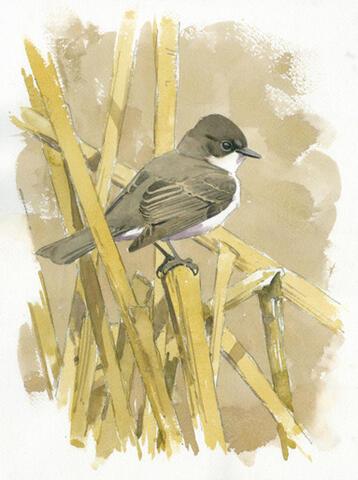 081 - Phoebe in Cattails
