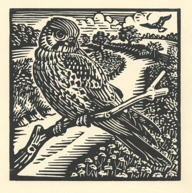 014 - Kestrels