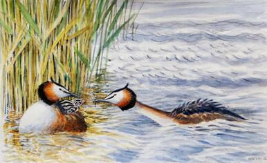 341 - Great Crested Grebes