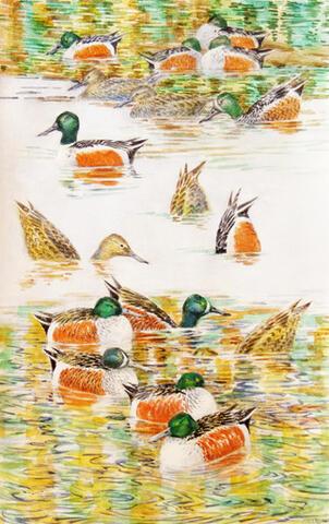 343 - Shovelers