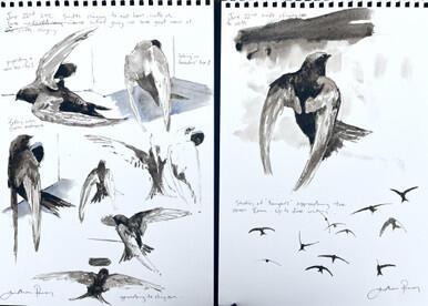 231 - Bangers! (Prospecting Swifts) - 22nd June