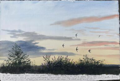 235 - Swifts’ low, fast pass - 2nd July
