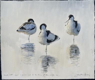 230 - Avocets at Cley
