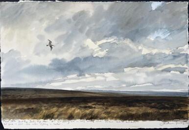 232 - Curlew near Danby, North York Moors