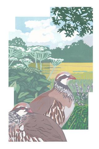 279 - Red-legged Partridge
