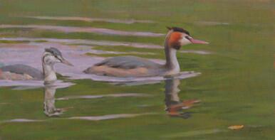 055 - Grebe with young