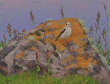 056 - Patterns on a rock