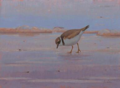 057 - Plover at the edge
