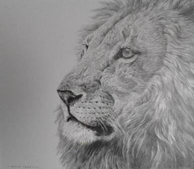 224 - Ngorongoro Pride Lion