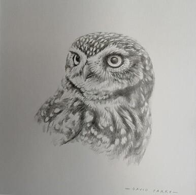 223 - Little Owl
