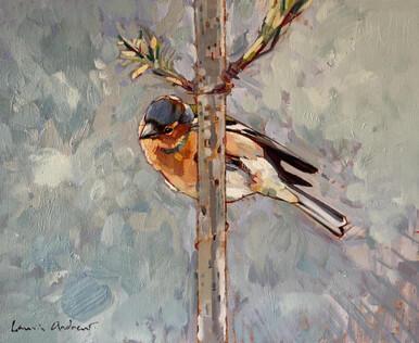 020 - Male Chaffinch