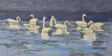 276 - Whooper Swans, Cleddau estuary