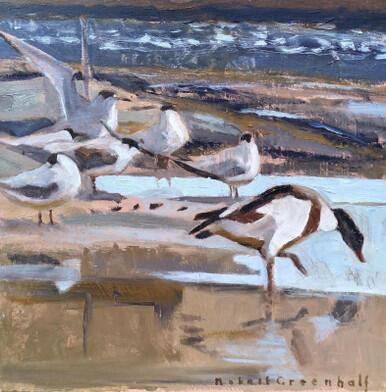 112 - Resting Terns and Shelducks