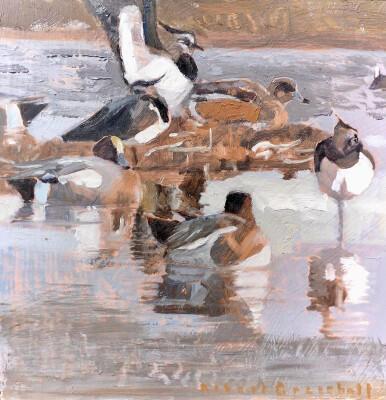 114 - Wigeon and Lapwings