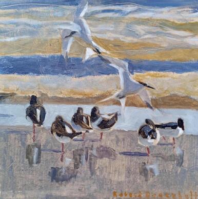 111 - Oystercatchers and Terns