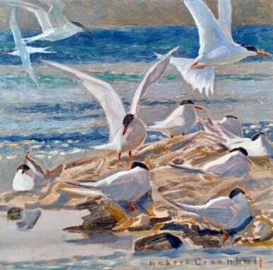 108 - Common Terns