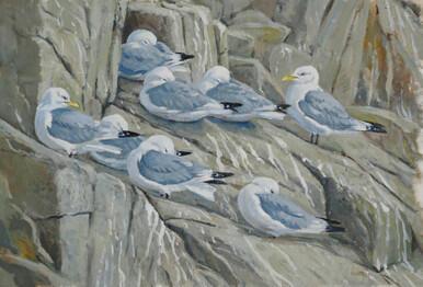 132 - Kittiwake company