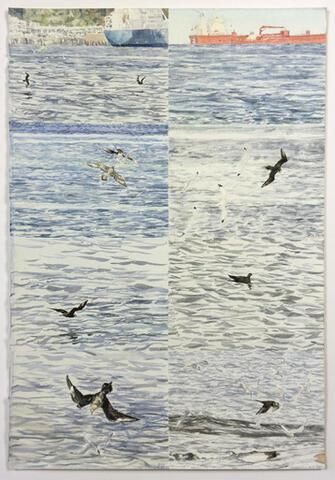 337 - Arctic Skua watch
